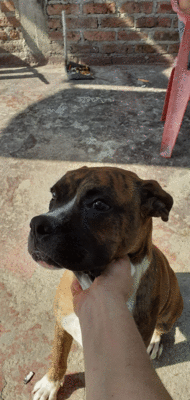 imagen de Vendo hermoso perrito Boxer Aleman 6 meses_1