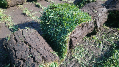 venta de pasto en rollo natural jonacatepec