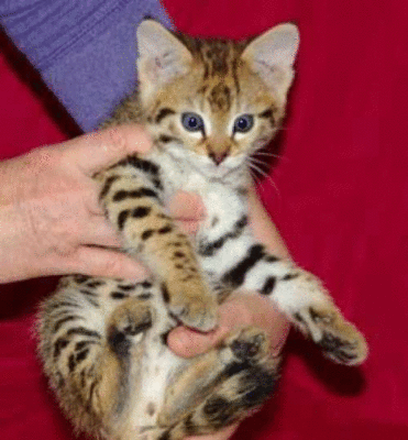 imagen de Savannah Kittens for Re-Homing_1