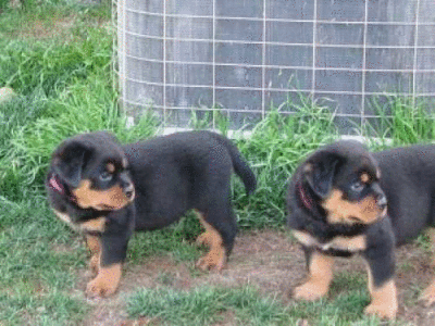 imagen de Gorgeous Rottweiler puppies available_1