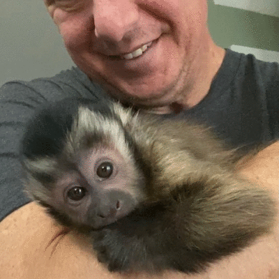 imagen de Monos capuchino para la venta_1
