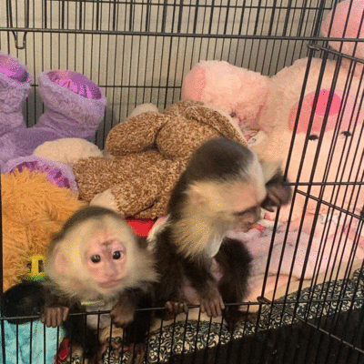 imagen de Crias de monos capuchinos de primera calidad_1