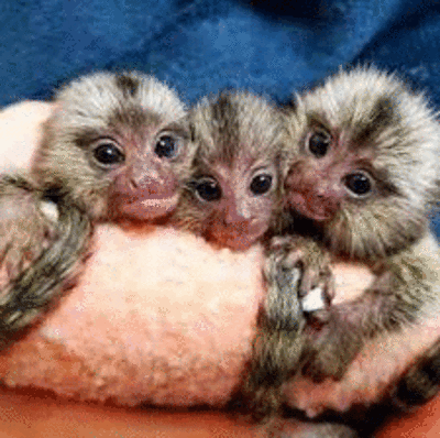imagen de Monos tities lindos para la venta_1