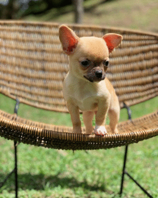 imagen de Cachorros de Chihuahua macho y hembra_1