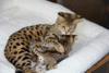 imagen de Serval, Savannah y caracal gatitos._2