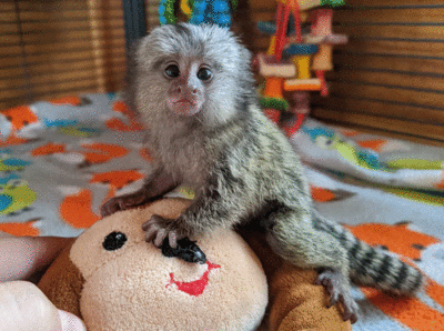 imagen de Monos titi bebes sanos para adopcion_1