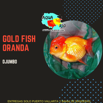 imagen de Goldfish Oranda, Sello rojo, Moro, Cometa, Angel_1