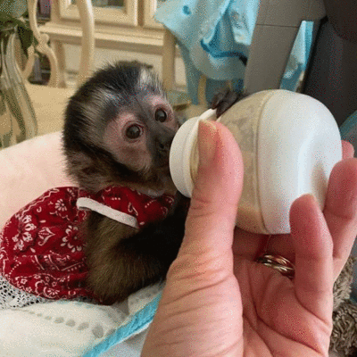imagen de bebes monos capuchinos disponibles_1