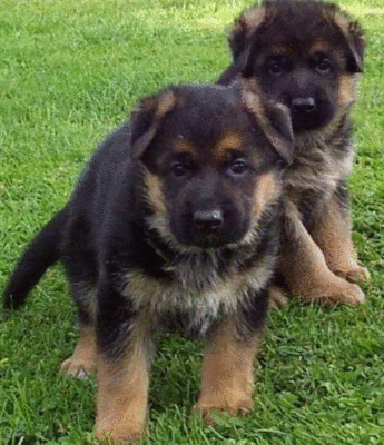 imagen de Healthy German Shepherd Puppies_1