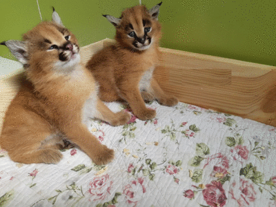 imagen de Available kittens savannah caracal ocelot serval _1