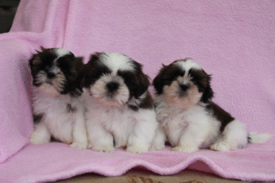 imagen de cachorros de Shih Tzu adorables para adopcion_1